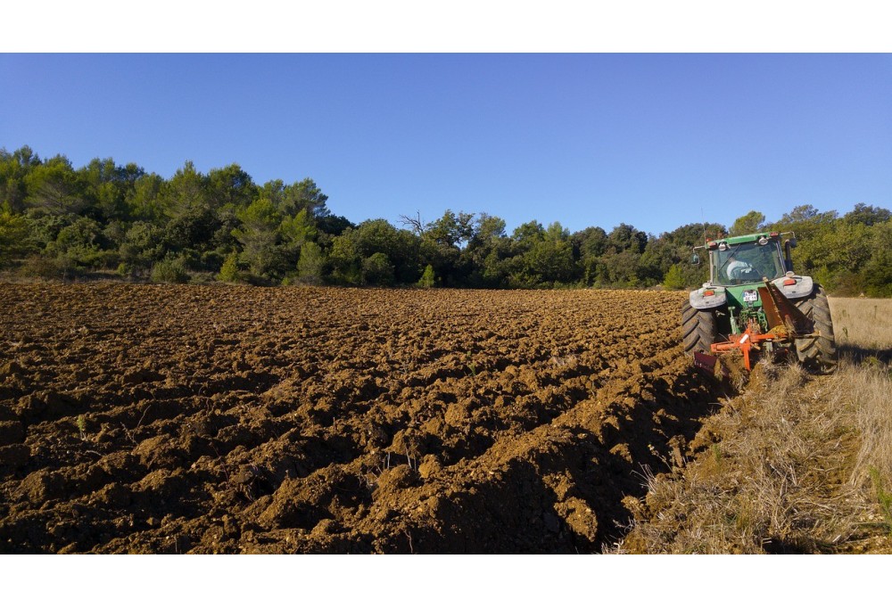 Ocho millones de toneladas de Lavanda en Brihuega