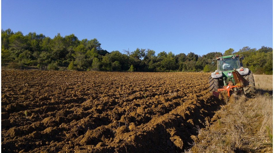 Ocho millones de toneladas de Lavanda en Brihuega